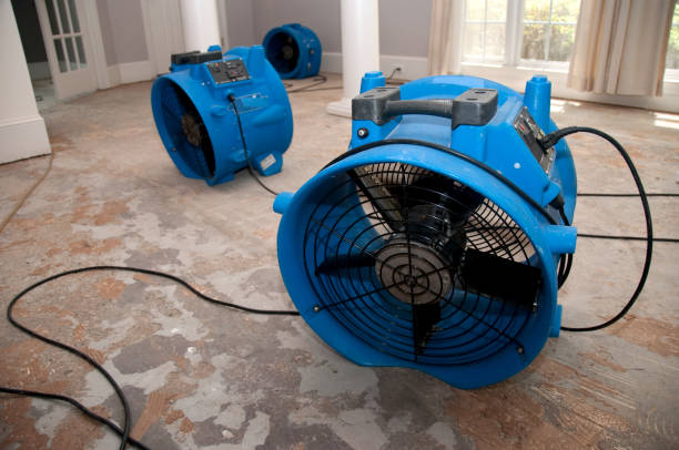 Best Mold removal after water damage  in Colonia, NJ
